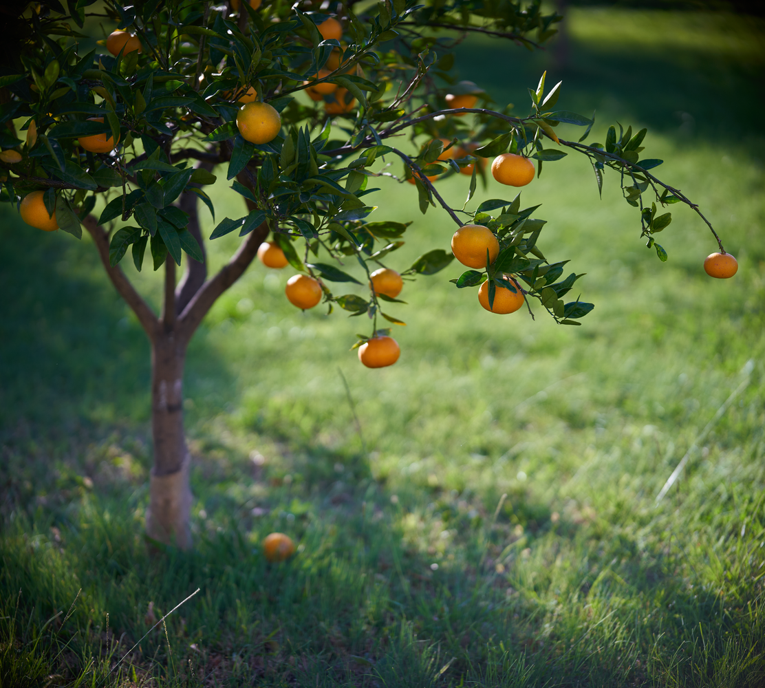 Tangerine Tree Photos, Download The BEST Free Tangerine Tree Stock ...