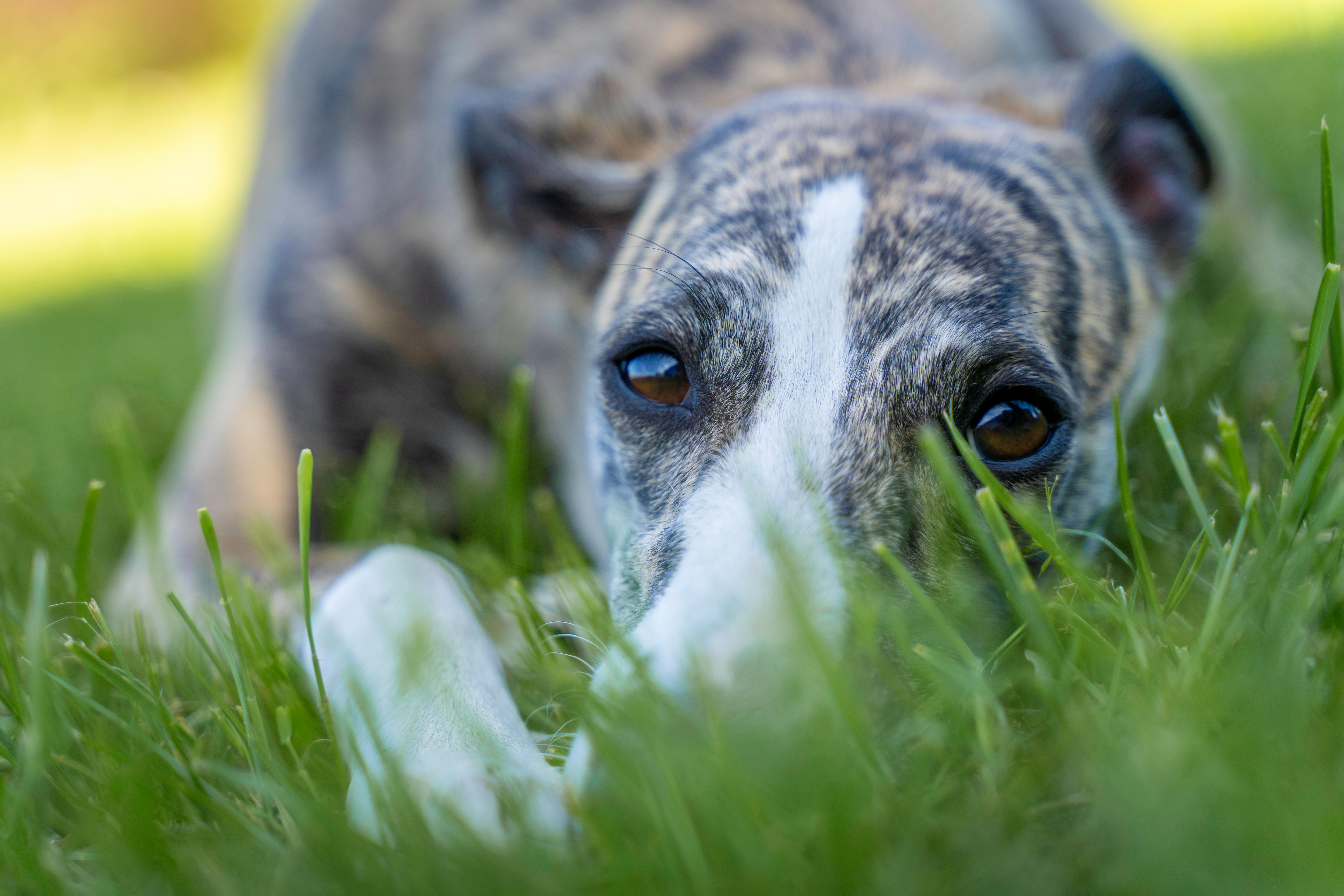 Διατροφή Whippet: Τι Τρώει & Διατήρηση Λεπτής Σιλουέτας
