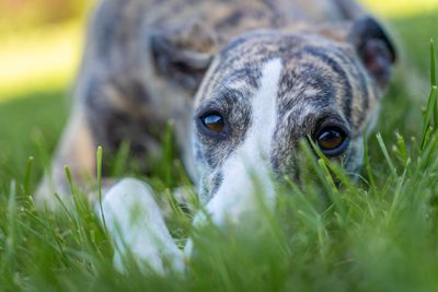 Whippet – hundras