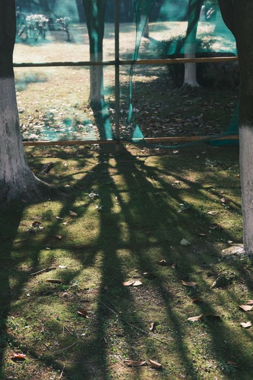 Free Sunlight creating intricate shadow patterns on a mossy garden floor, emphasizing nature's beauty. Stock Photo