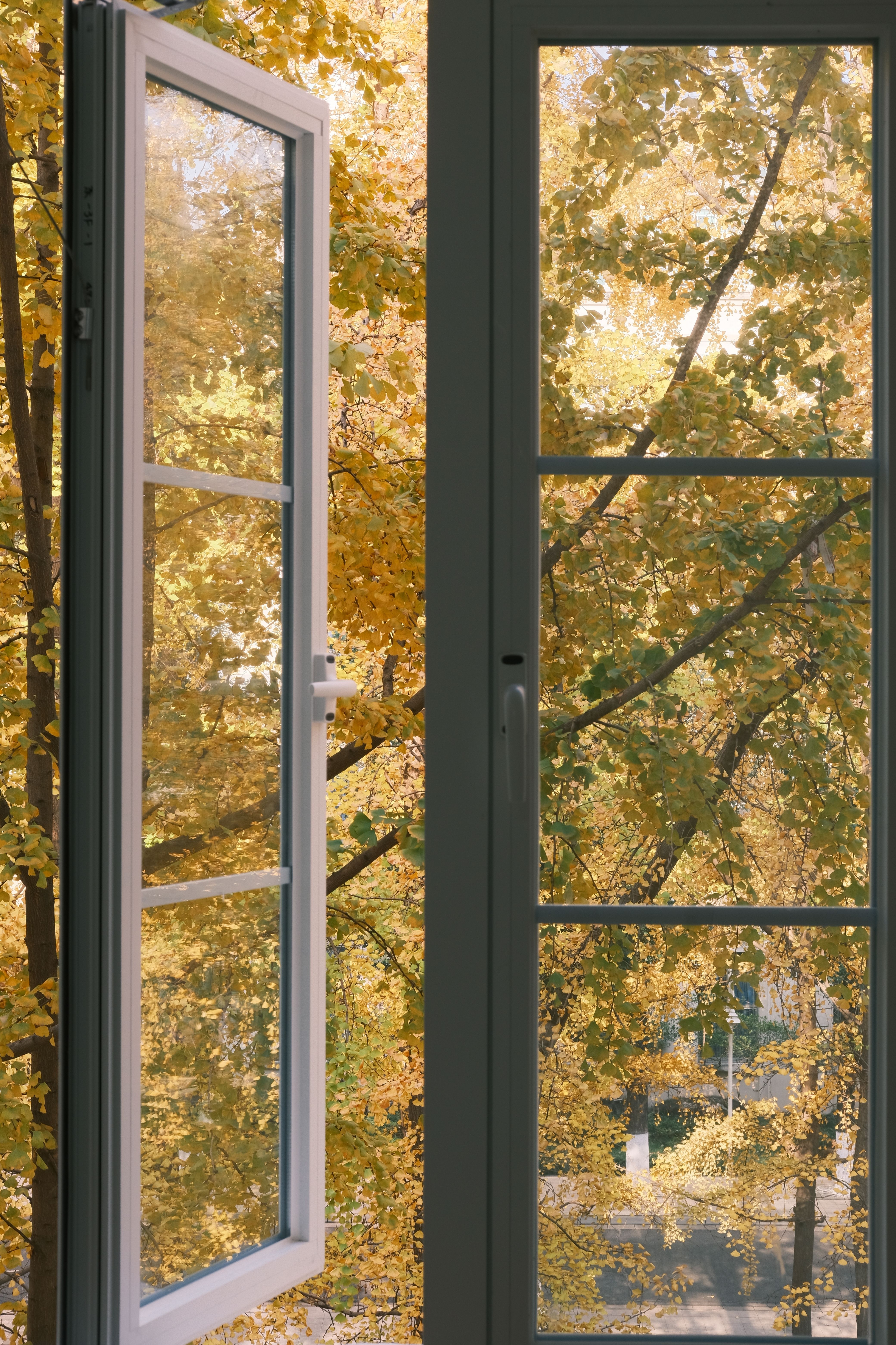 Open Window with Autumn Leaves View · Free Stock Photo