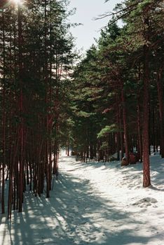 A serene winter scene of a snow-covered path through a pine forest in Kazakhstan.