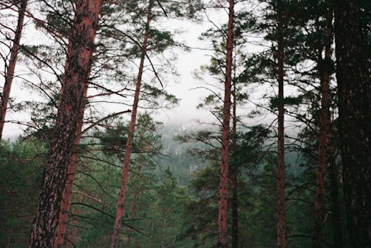 Mist-covered pine forest in Akmola Region, Kazakhstan, showcasing tranquil nature and towering trees.