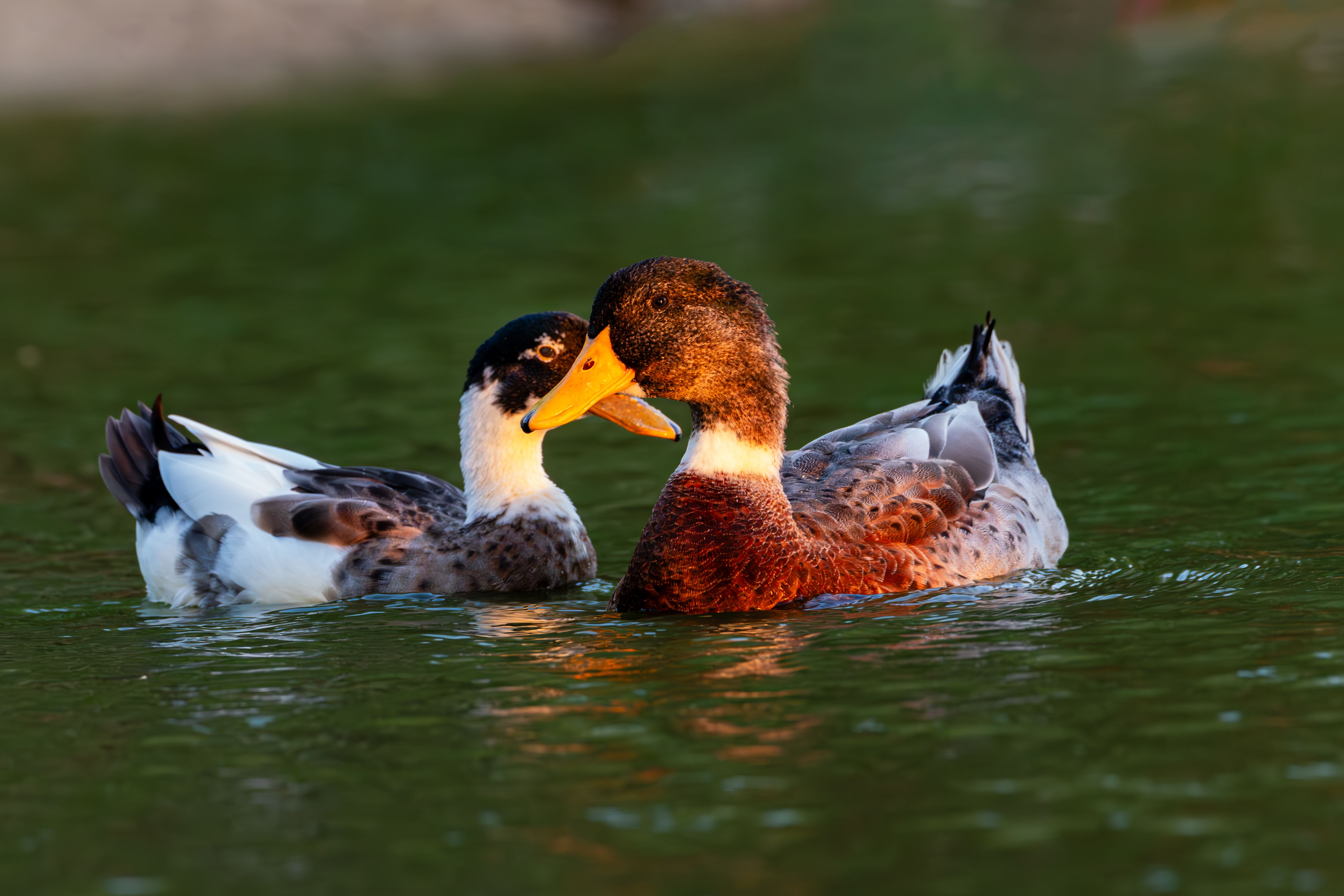 Two Ducks Swimming in Tranquil Pond · Free Stock Photo