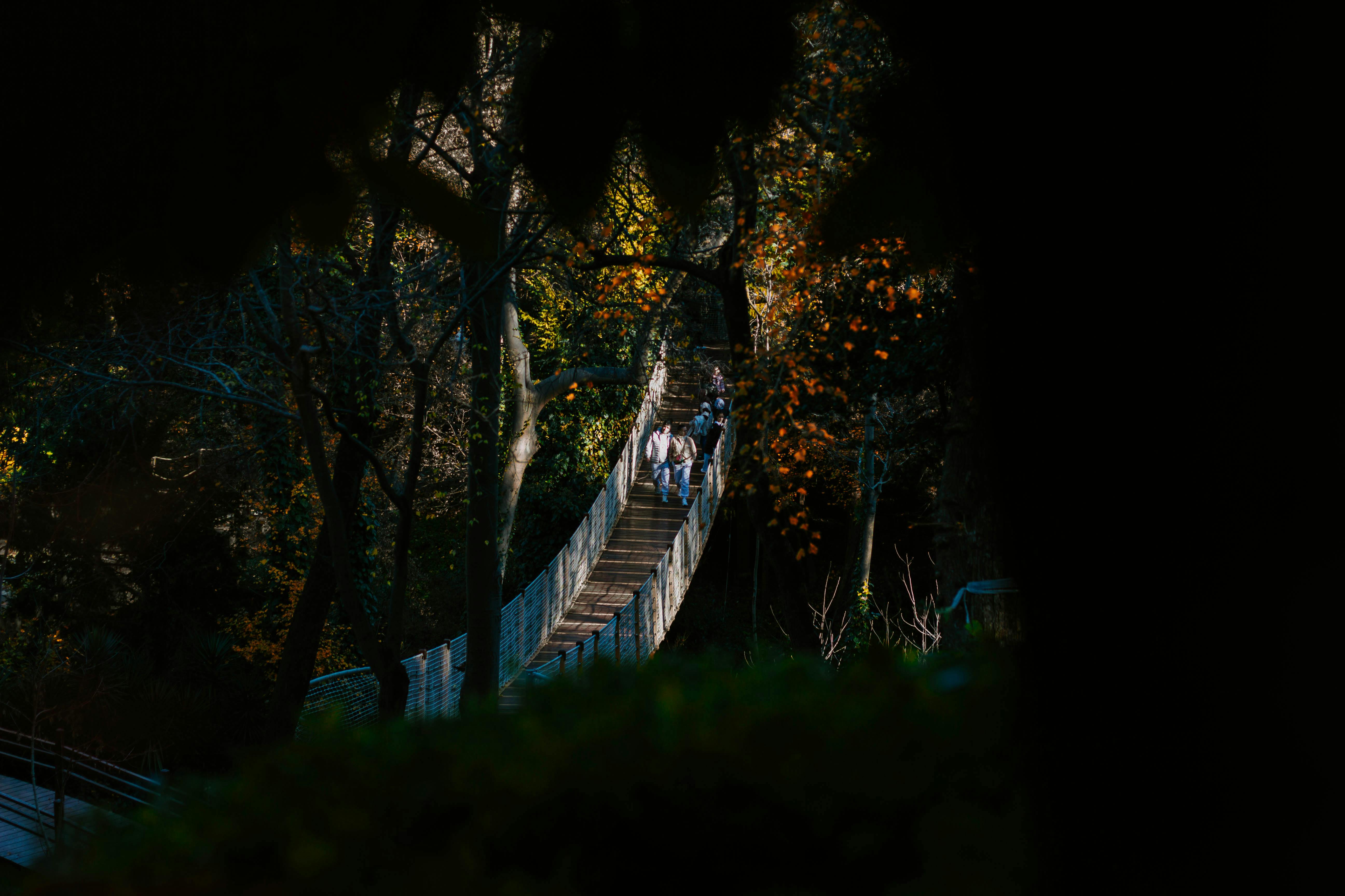 Gratuit O vedere pitorească a oamenilor care merg pe scări înconjurate de verdeață luxuriantă într-un parc forestier. Fotografie de stoc