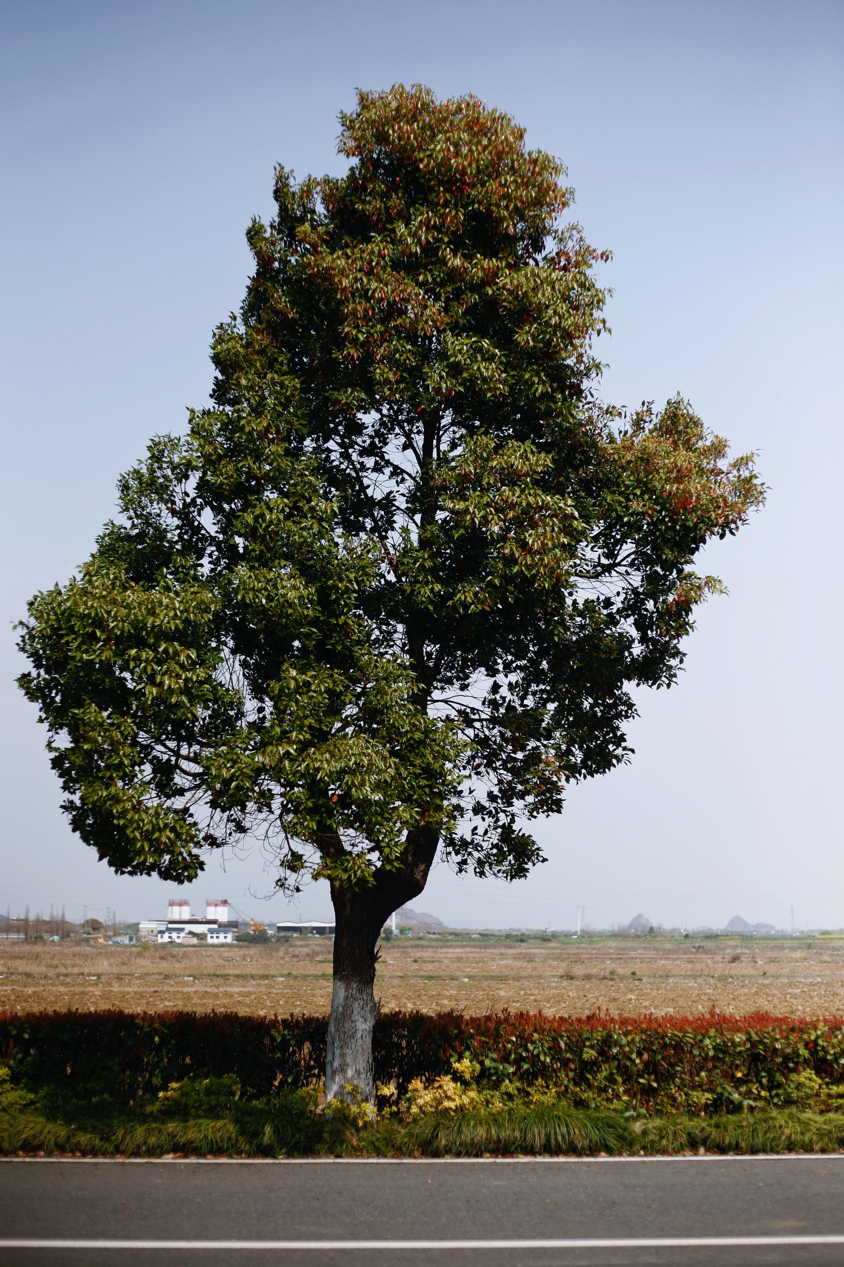 Solitary Tree on a Rural Roadside Landscape · Free Stock Photo