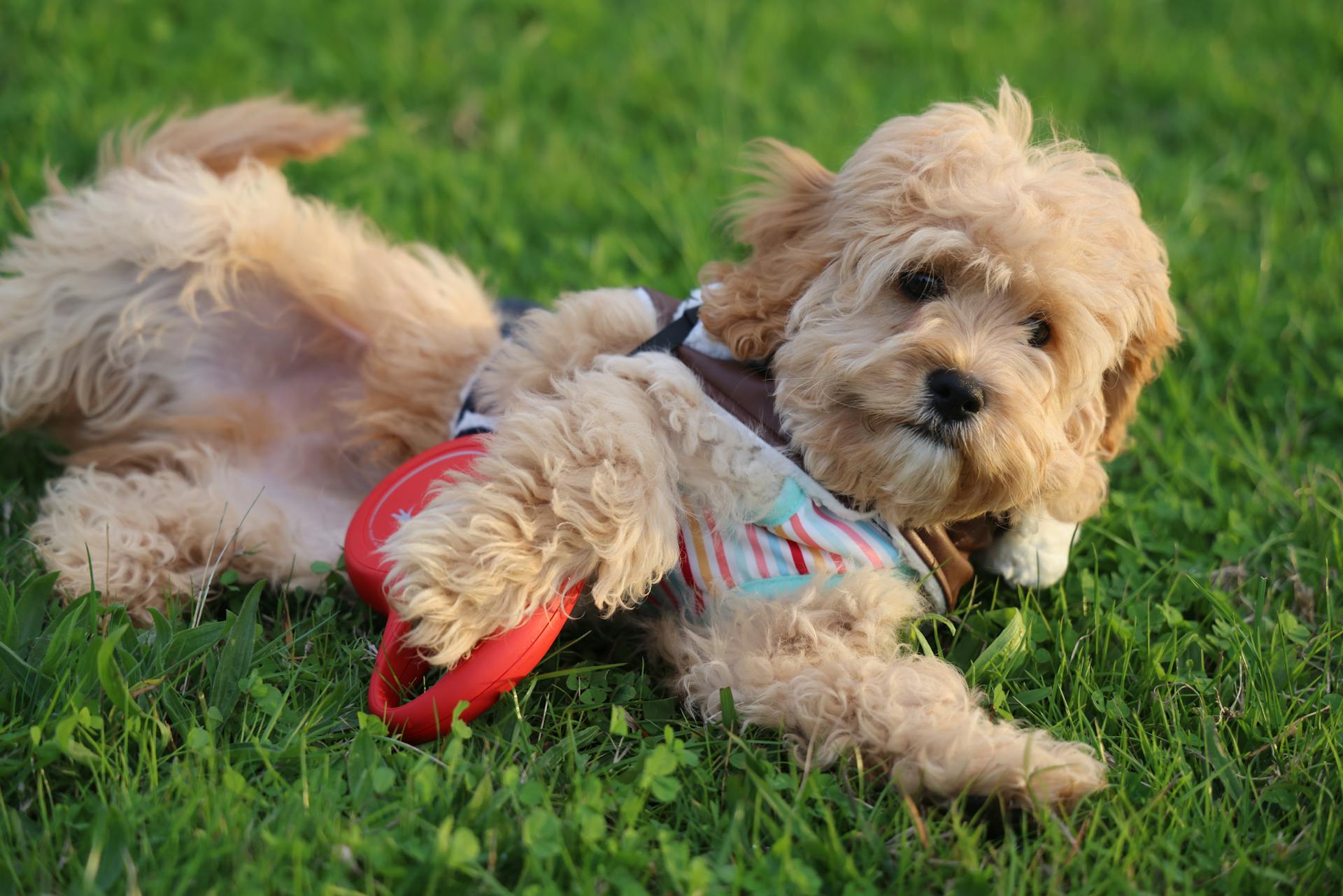 Cute Cockapoo puppy enjoying a sunny day with a toy on the grass.