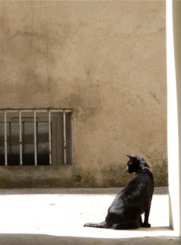 A solitary black cat sits in a sunlit urban alleyway, casting shadows against a rustic wall.