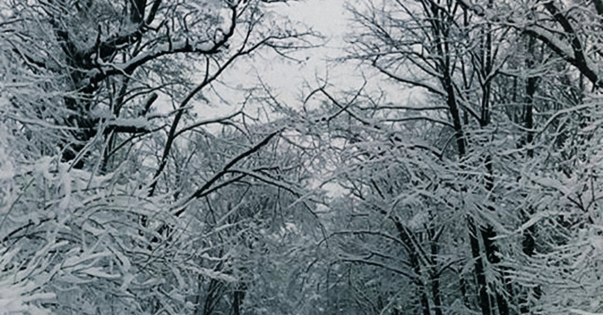 Free stock photo of forest, snow, winter