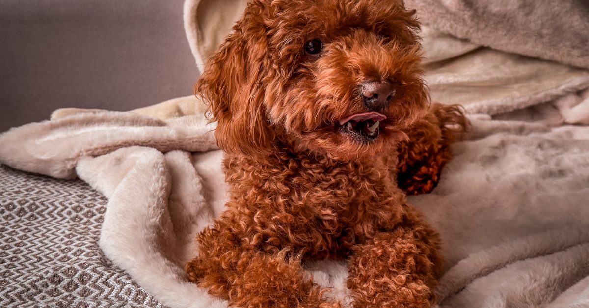 Um charmoso filhote de poodle marrom descansando em um cobertor aconchegante, exibindo seus cachos fofos.