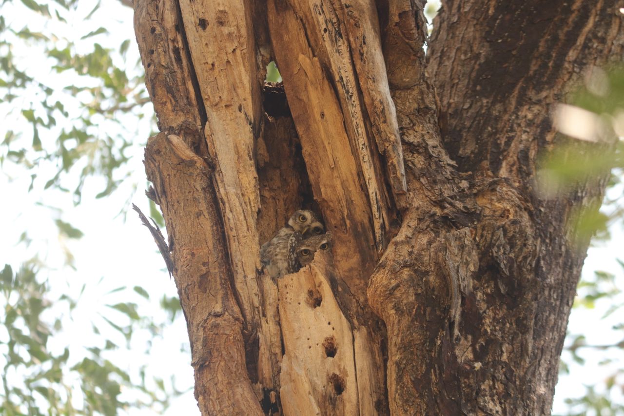 two spotted owlets peeking from a tree trunk hole in odisha india