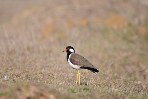 Free Black-winged Stilt standing in the Odisha grasslands, showcasing its elegant posture. Stock Photo