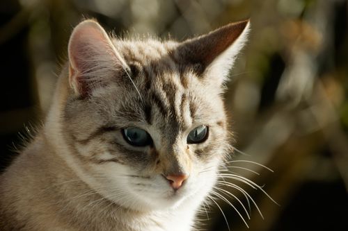Free A detailed and serene close-up of a domestic cat with striking blue eyes. Stock Photo