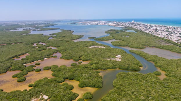 Stunning aerial shot of mangrove forests and coastline in Progreso, Yucatán, Mexico.