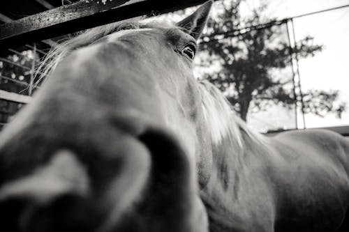 Grayscale Close-up Photo of Horse's Snout