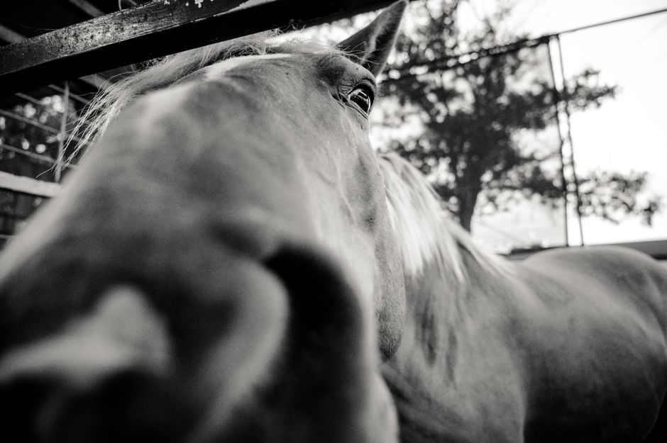 A dramatic close-up of a horse's head with a blurred background. Captivating black and white tones.