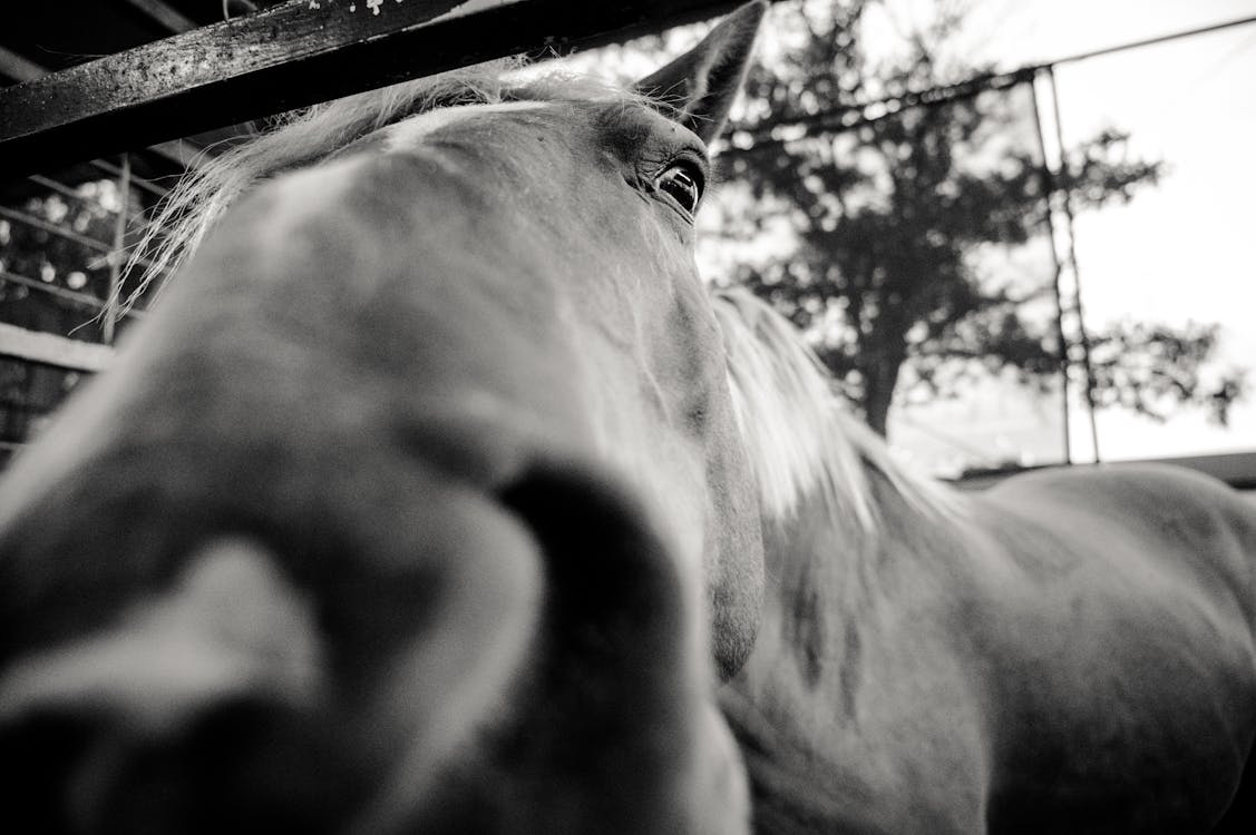 Free Grayscale Close-up Photo of Horse's Snout Stock Photo