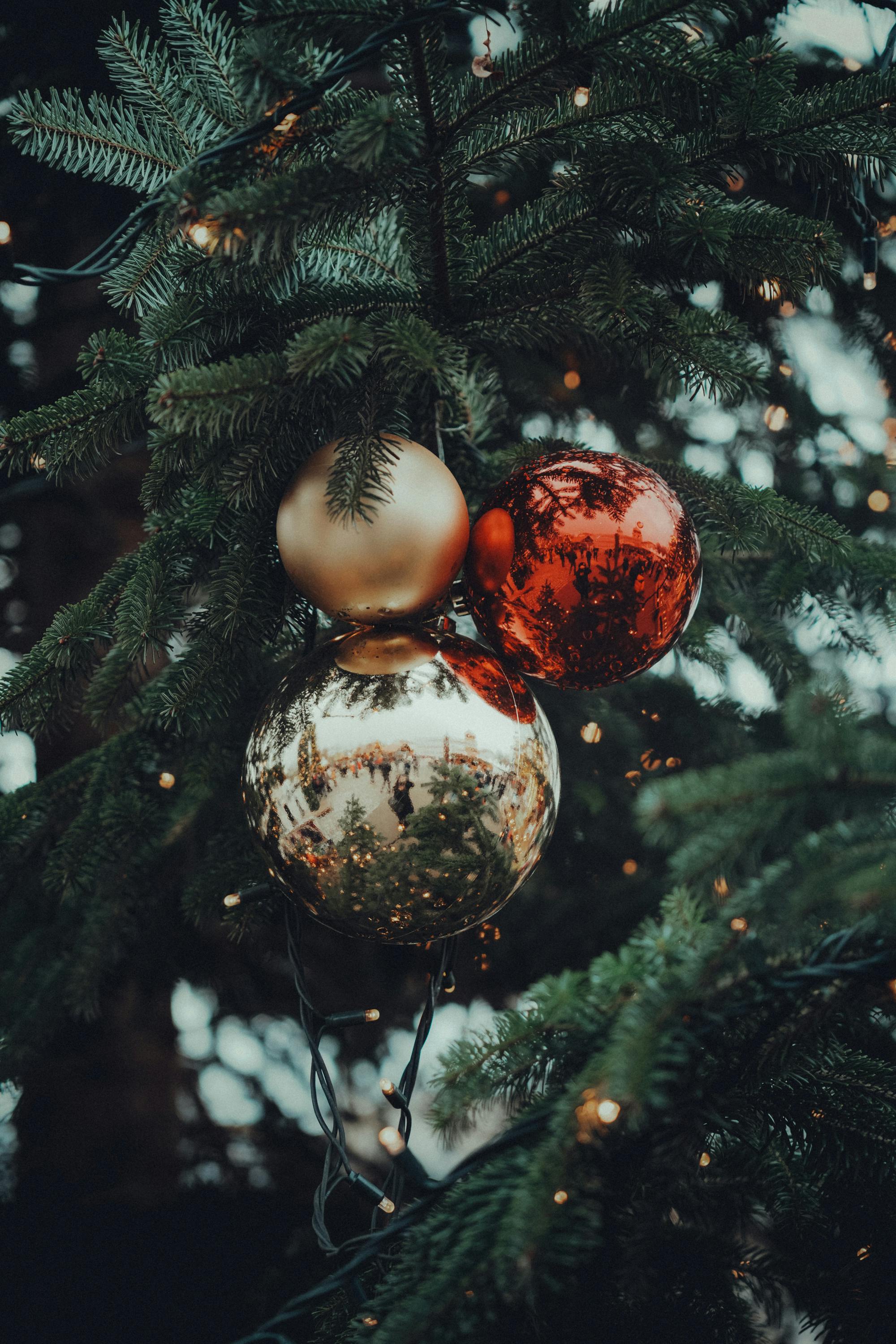 festive christmas ornaments on pine tree branch