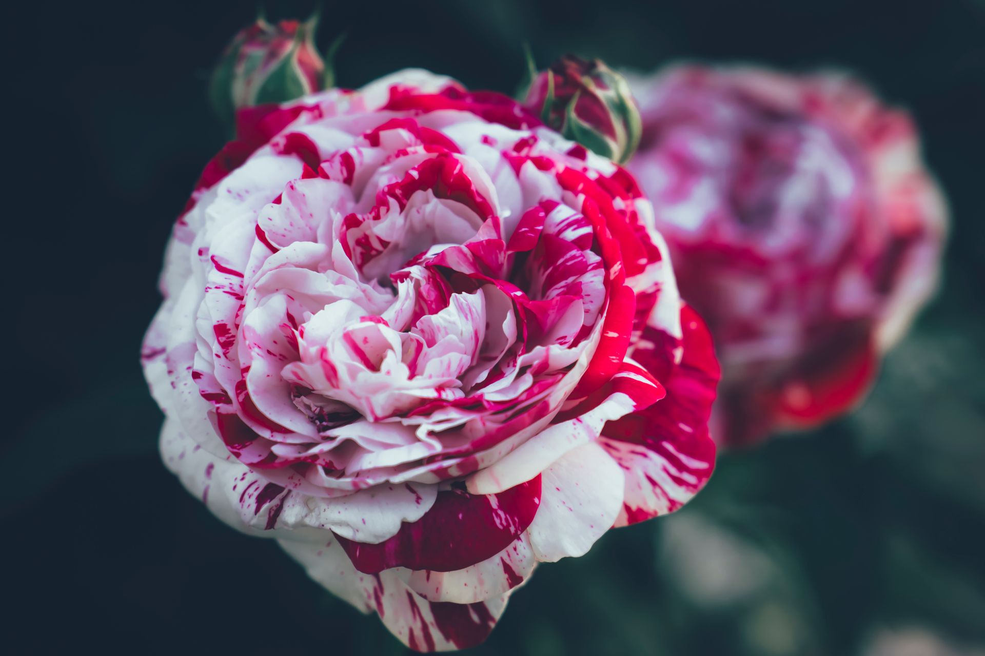 Elegant white and red variegated rose in close-up, showcasing intricate petal details.