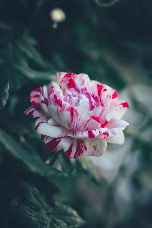 Free Elegant pink and white rose in bloom amidst leafy green background. Stock Photo