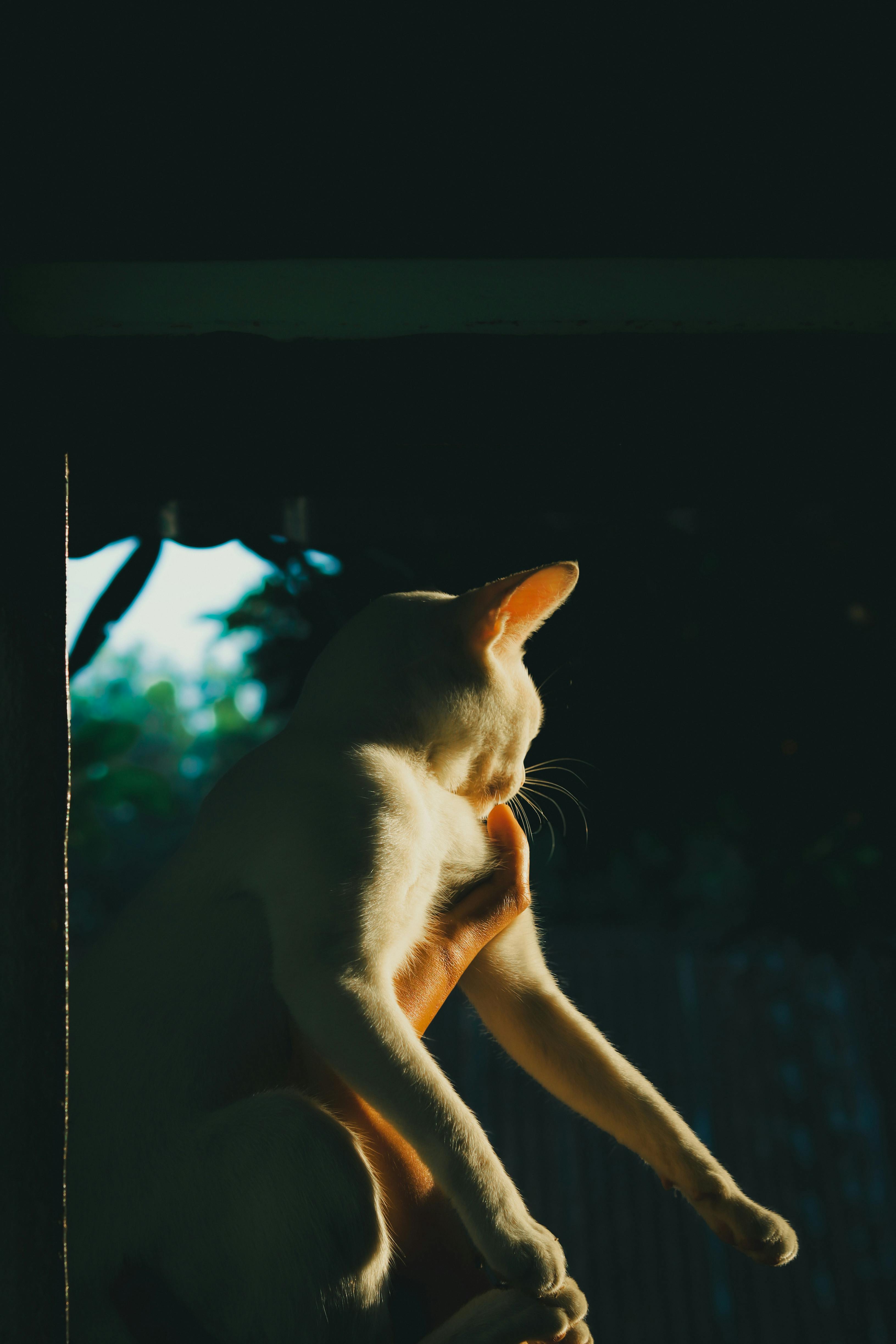 bezplatná Klidná bílá kočka vyhřívající se v teplém slunečním světle vytvářející poklidnou přírodní scénu. Základová fotografie