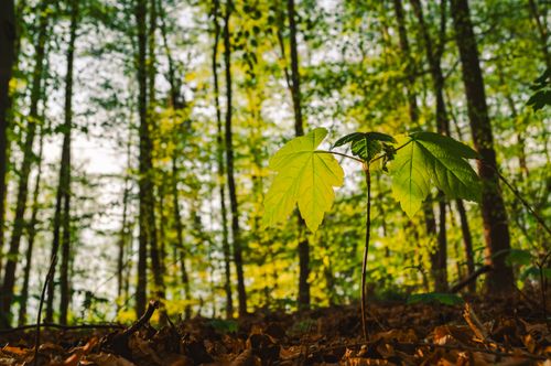 Free Close-up of a young maple sapling with vibrant green leaves in a sunlit forest setting. Stock Photo