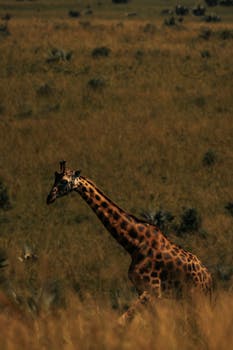 Stunning capture of a giraffe gracefully traversing the African savanna.