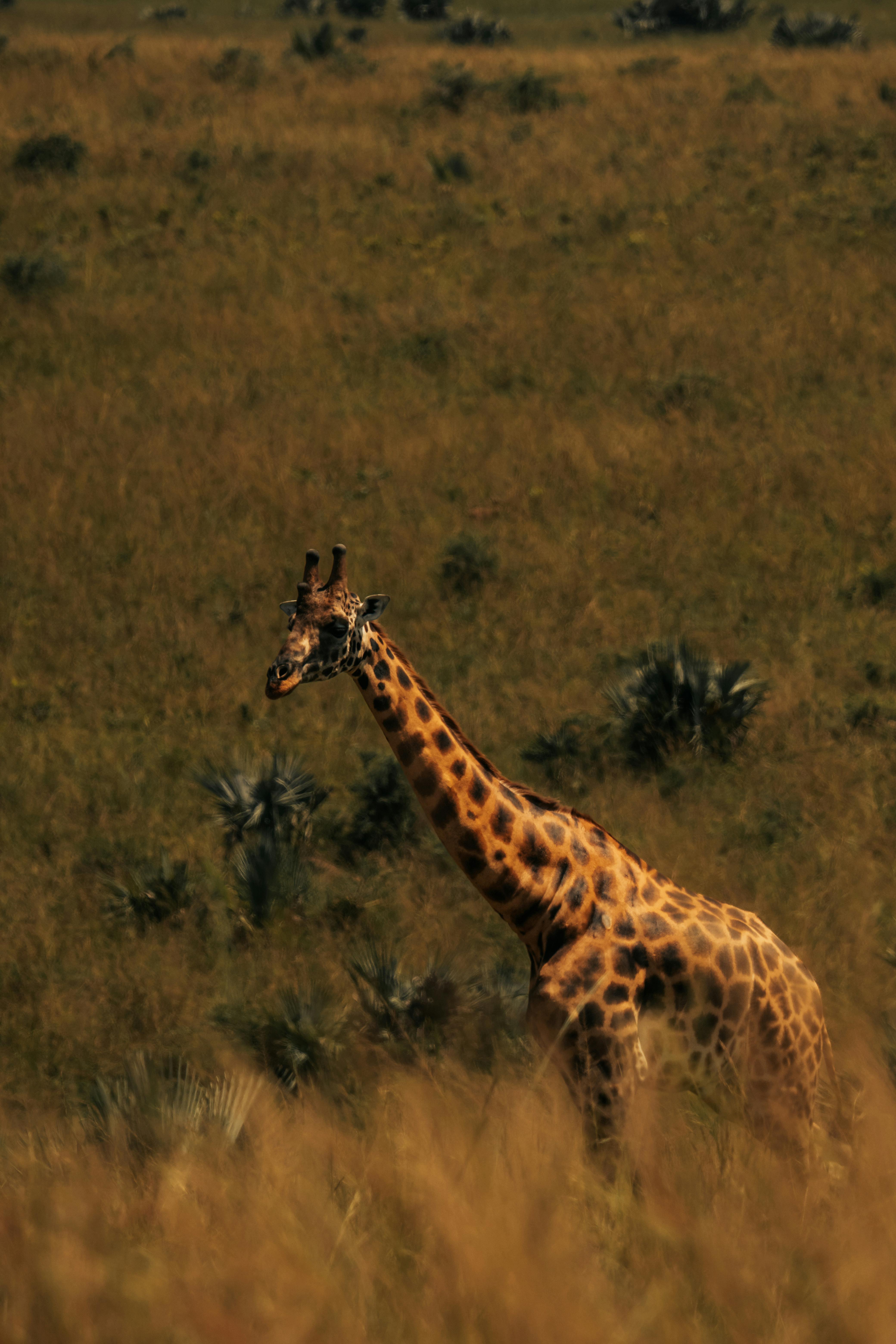 majestic giraffe in african savannah landscape