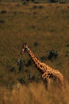 A stunning giraffe wandering through the African savannah with warm tones.