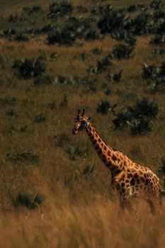 A serene giraffe stands amidst the golden African savannah, embodying wildlife elegance.