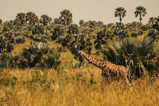 A giraffe strolling through the African savanna amid lush palm trees and tall grass.