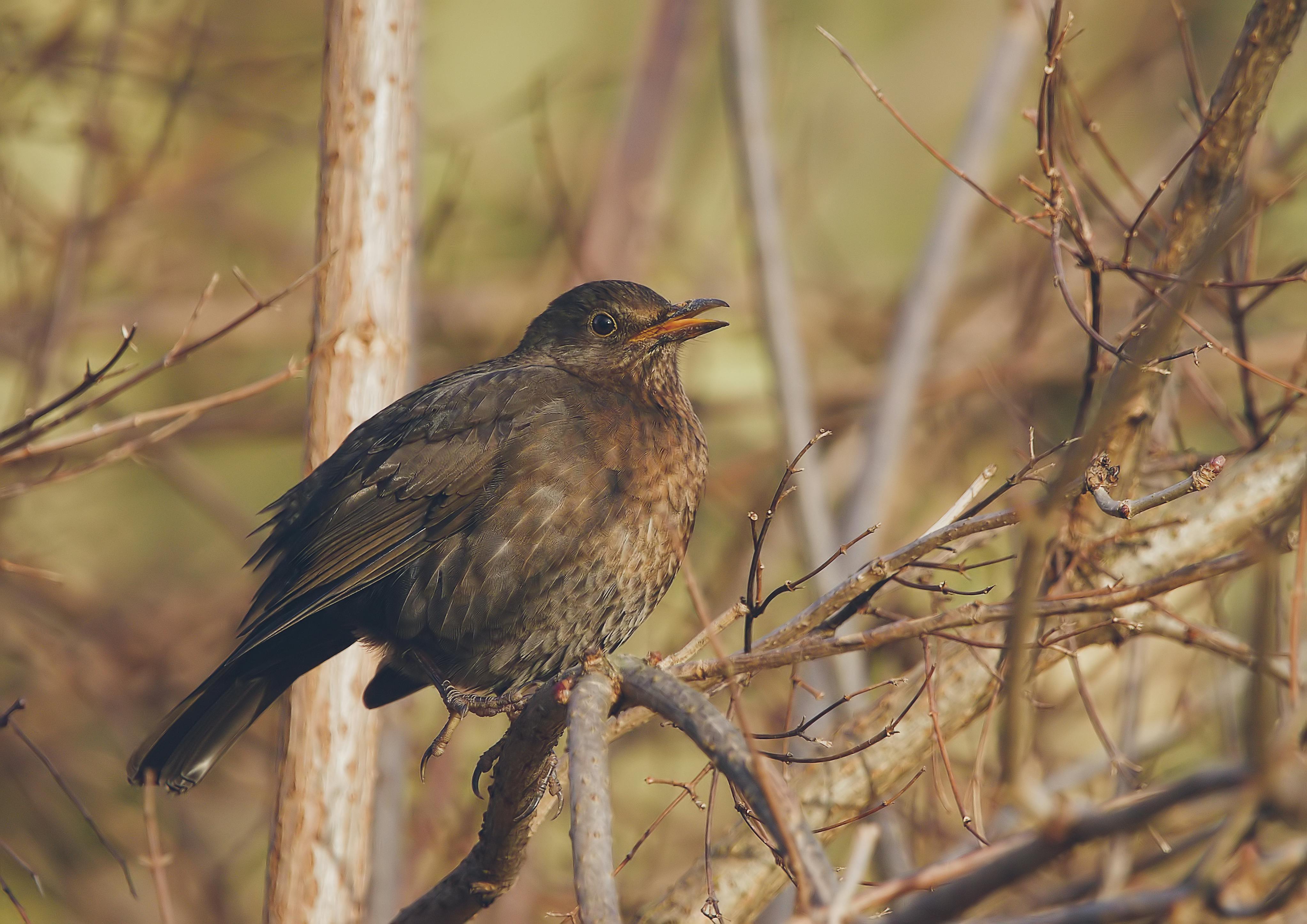 detailed blackbird resting in winter branches