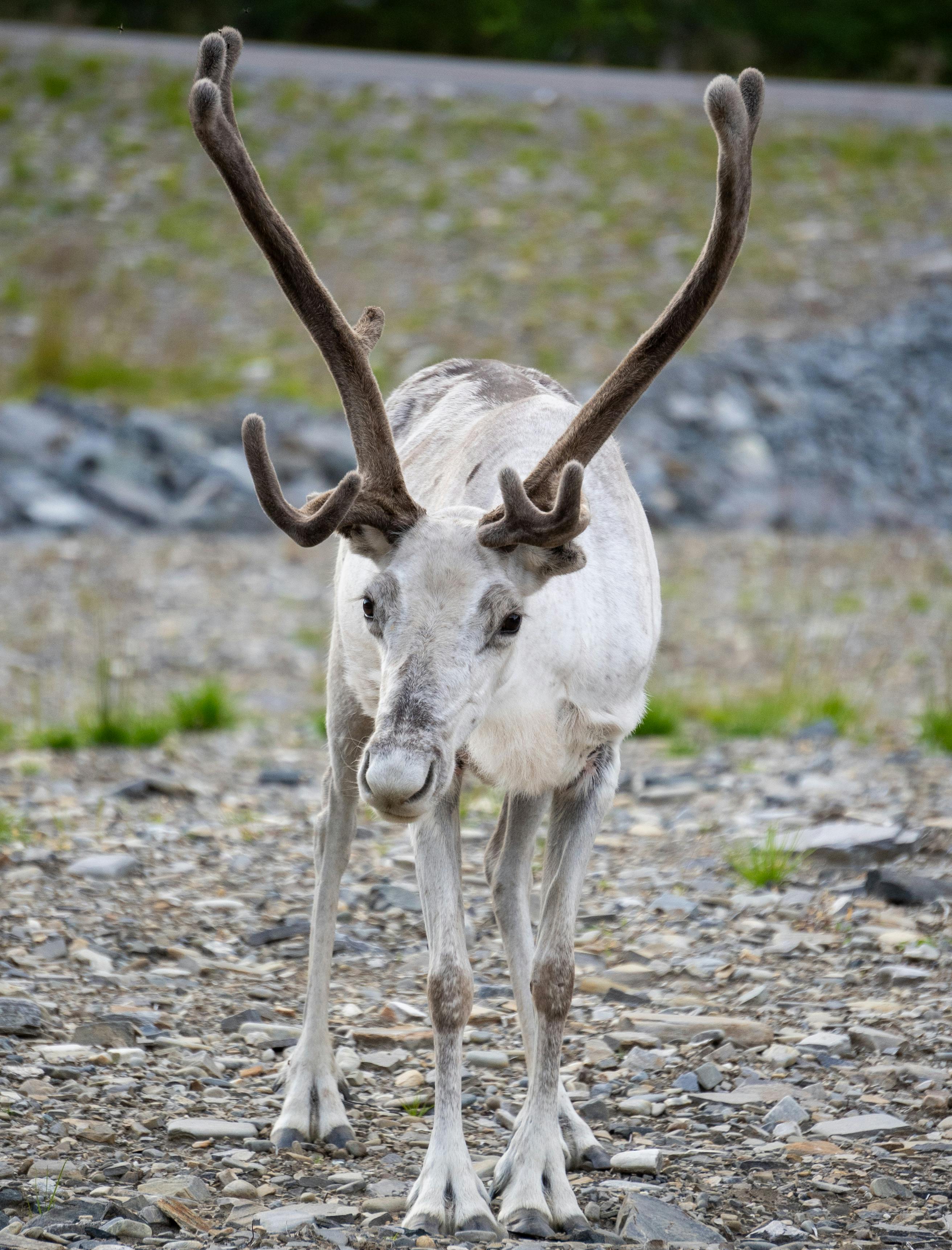 grátis Close de uma rena parada em solo rochoso, exibindo seus chifres majestosos. Foto profissional