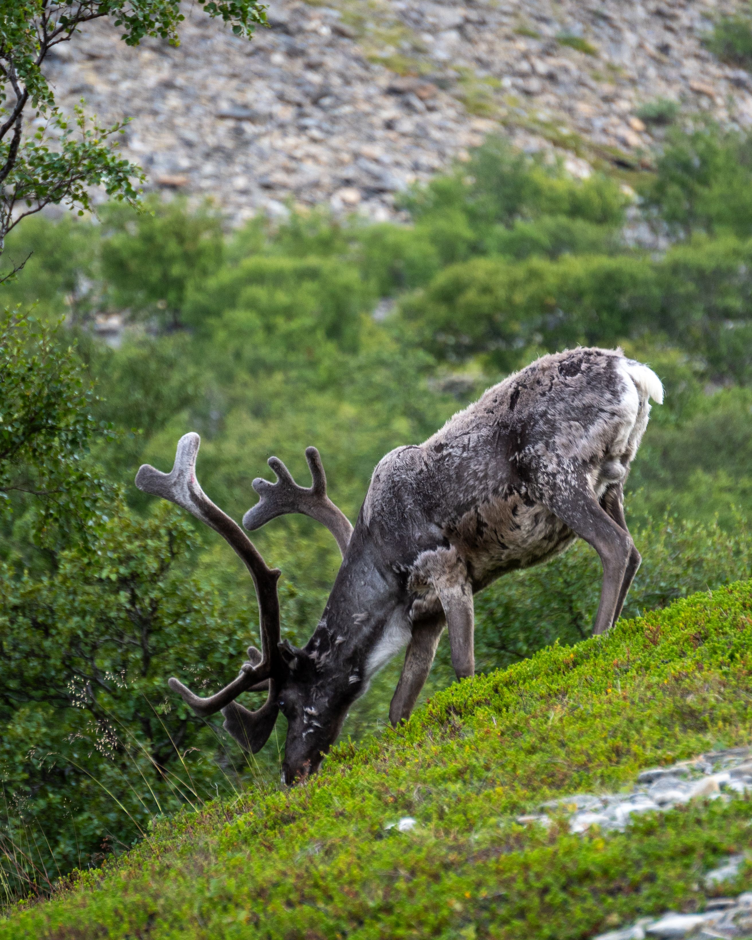 Majestic Reindeer Grazing in Alpine Landscape · Free Stock Photo