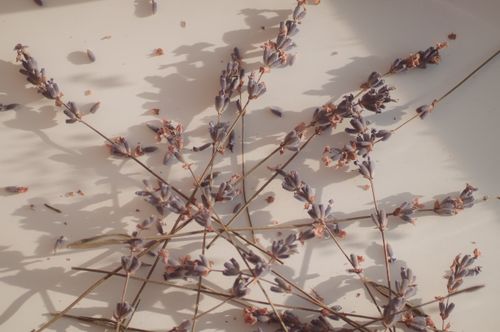 Free Elegant display of dried lavender stems casting shadows in warm sunlight. Stock Photo