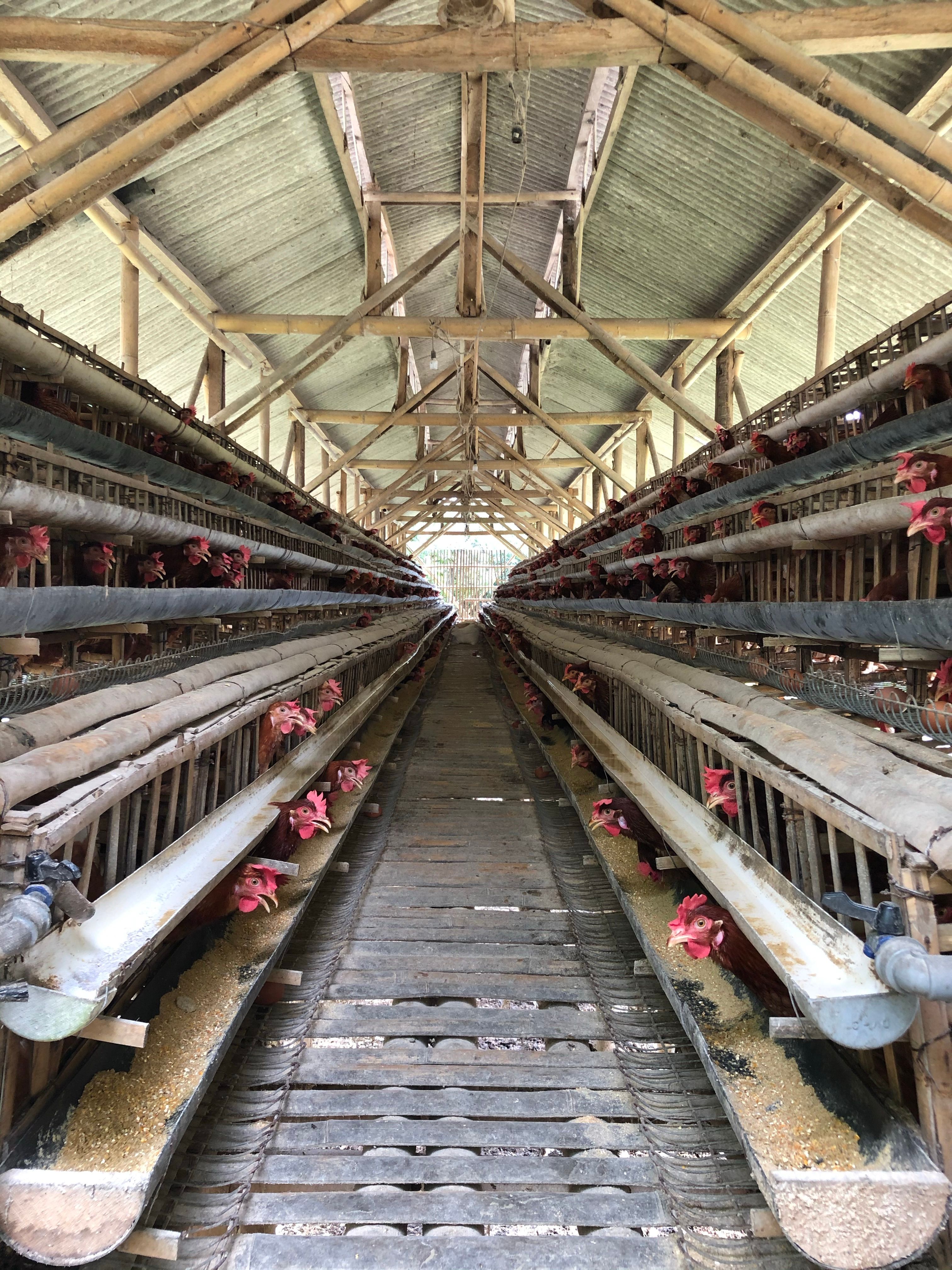 Poultry