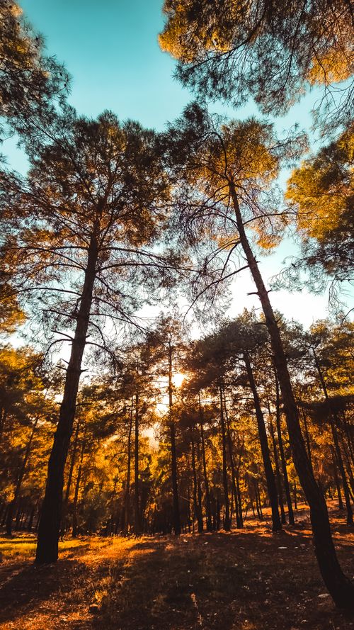 Free Tall trees in a forest lit by the warm autumn sun, creating a serene atmosphere. Stock Photo