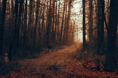 Free Explore the enchanting autumn forest path in Konin, Poland, with misty and mystical vibes. Stock Photo