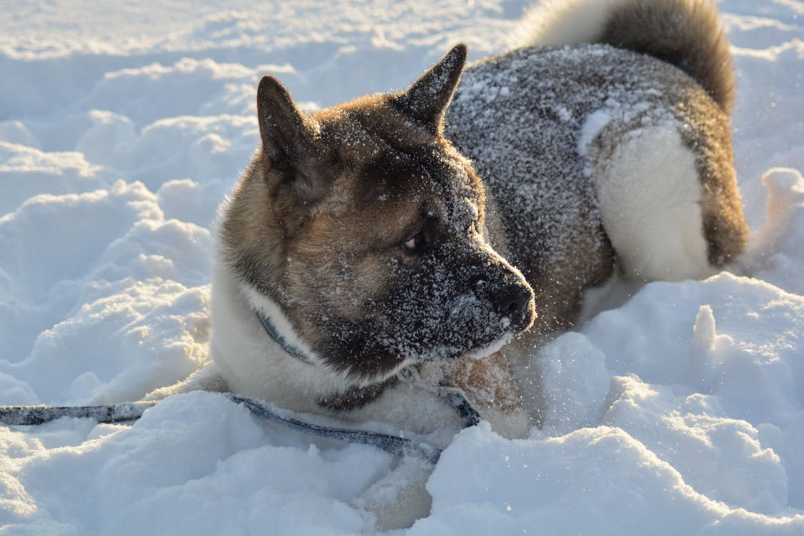 free-stock-photo-of-akita-animal-dog