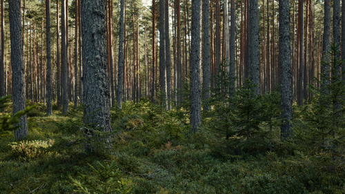 Free A tranquil evergreen forest with tall pine trees and lush greenery under natural daylight. Stock Photo