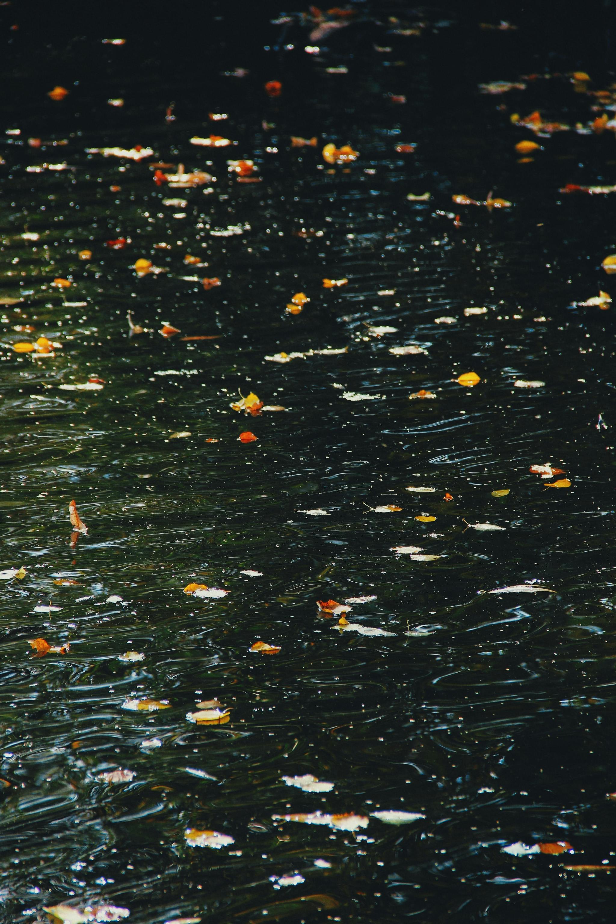 autumn leaves floating on a dark river surface