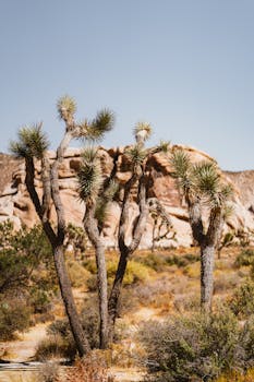 约书亚树点缀着岩石沙漠的地形，映衬着清澈的蓝天