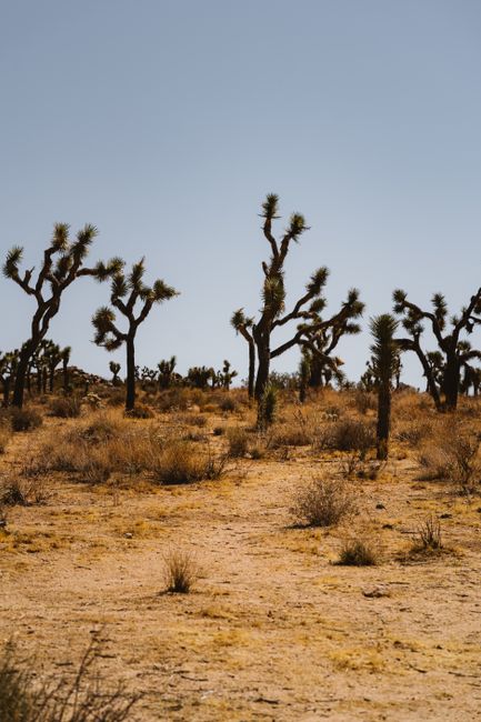 Scenic view of a desert landscape with Joshua trees under a blue sky.