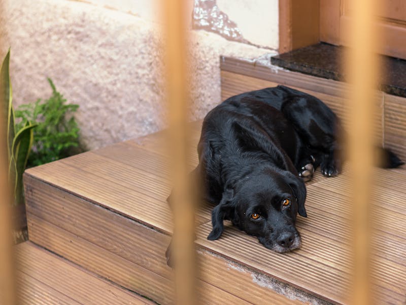 Black Dog Resting on Wooden Doorstep in Brazil