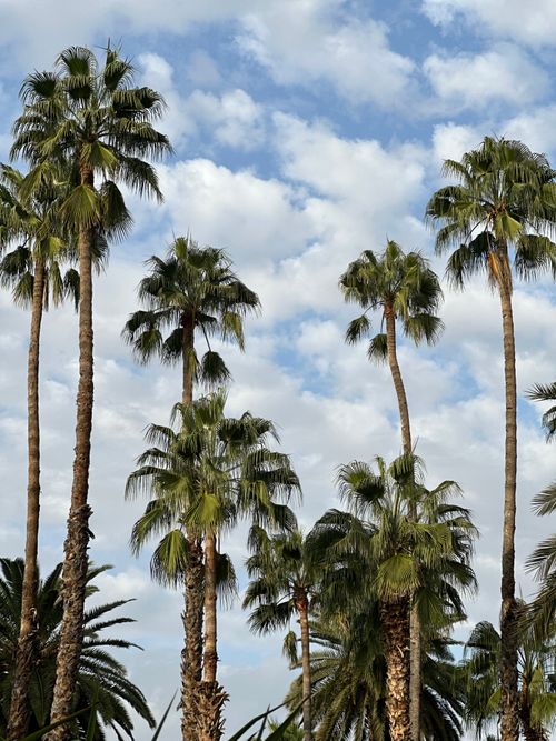 Free Towering palm trees reach towards a cloud-speckled sky, evoking a serene summer day. Stock Photo