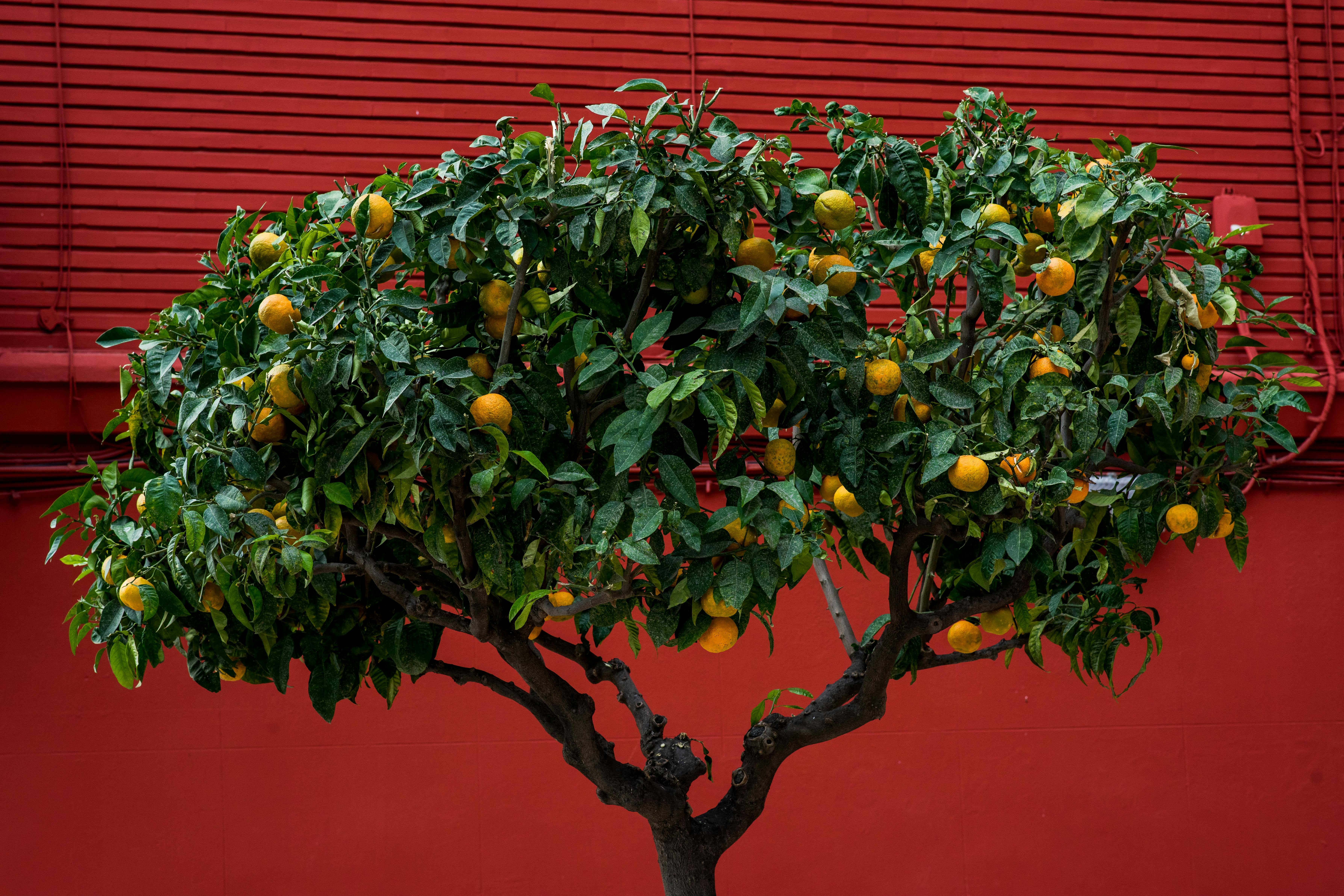 Exploring the Rise of Rooftop Gardens and Backyard Agriculture in Cities
