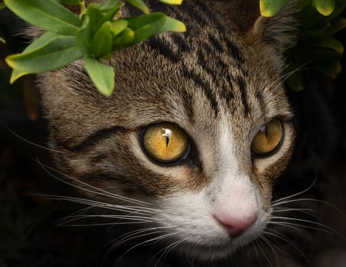Free Discover the captivating gaze of a tabby cat peeking through lush green foliage in this stunning close-up photo. Stock Photo