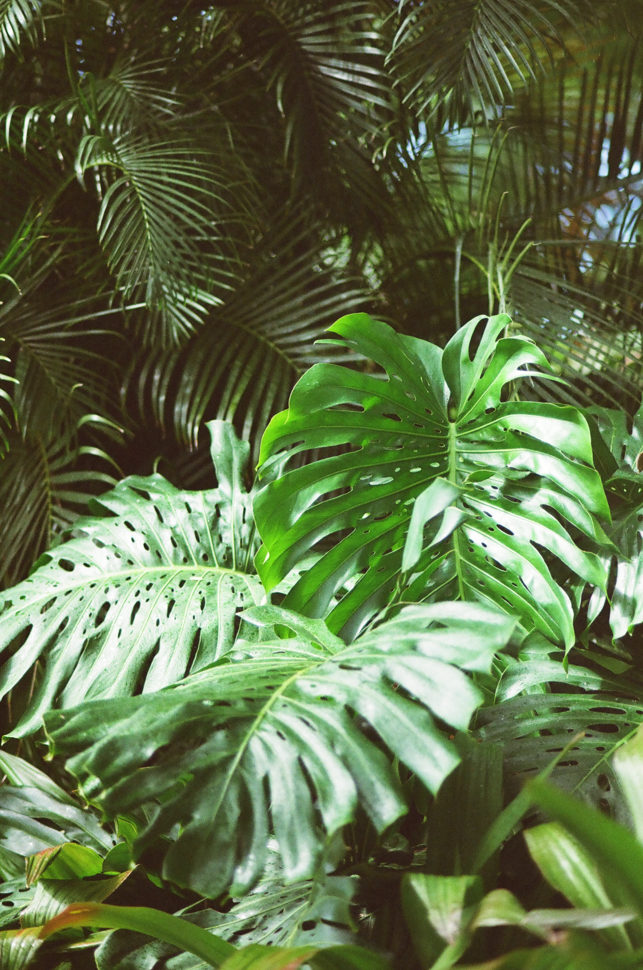 philodendron dean mcdowell Philodendron McDowell main image 1
