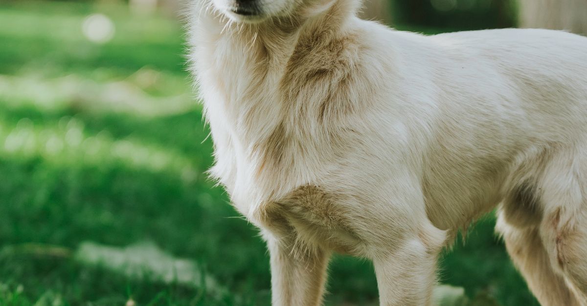 Earth Day for Dog Lovers: Low-Waste Swaps That Actually Make Life Easier