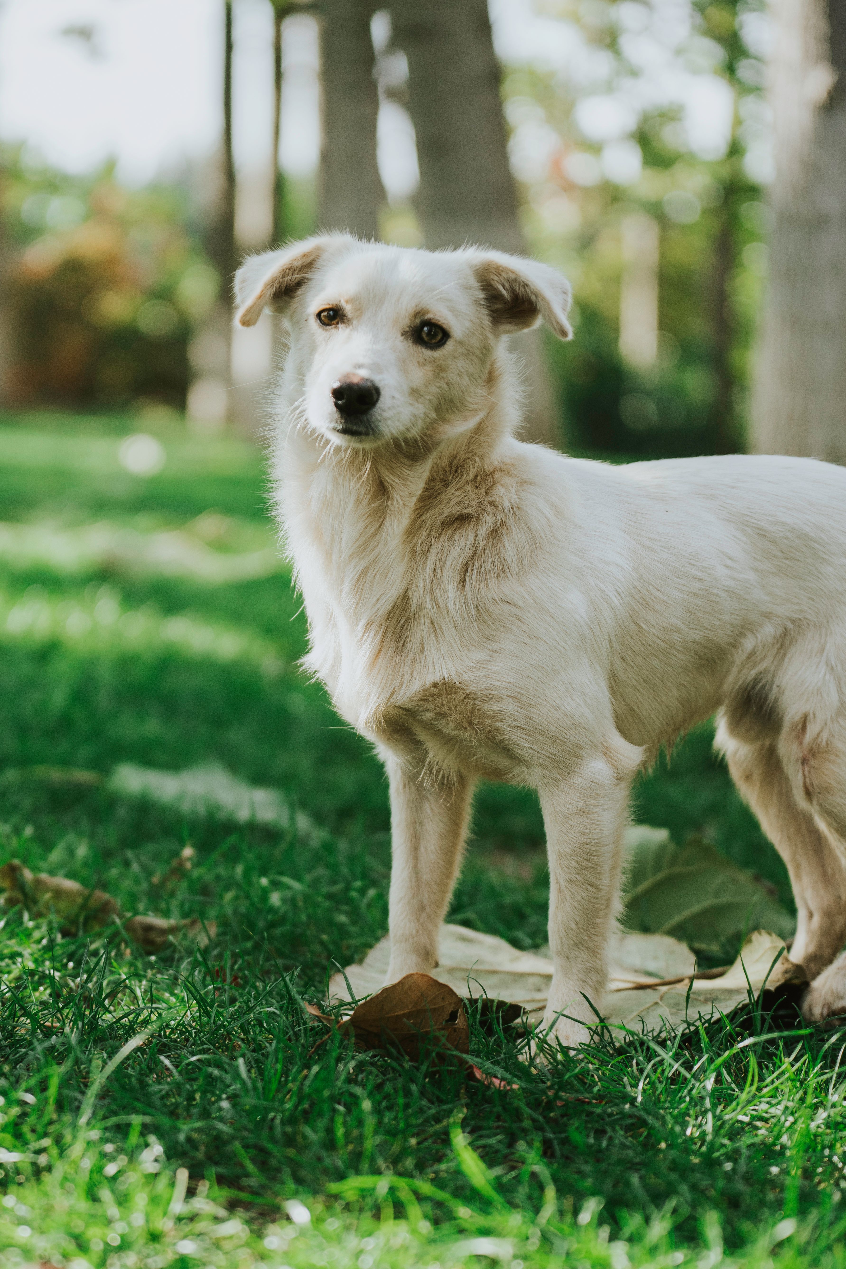 White Dog Standing in a Lush Green Garden · Free Stock Photo